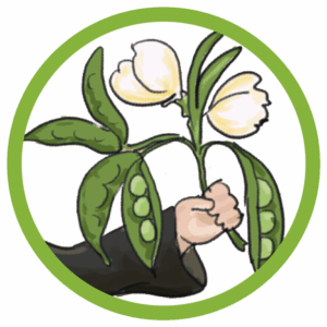 Wimmelbild-Vignette: Eine Hand hält einen Erbsenstrauch mit zwei geöffneten Schoten, in denen jeweils drei grüne Erbsen liegen.Die Pflanze trägt zwei weiße Blüten. Diese Illustration ist ein Verweis auf Gregor Mendels Kreuzungsexperimente zur Vererbung. Die Grafik ist kreisrund und hat eine grasgrünen Umrandung.